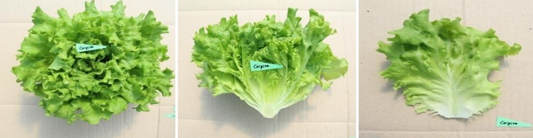 카이피라